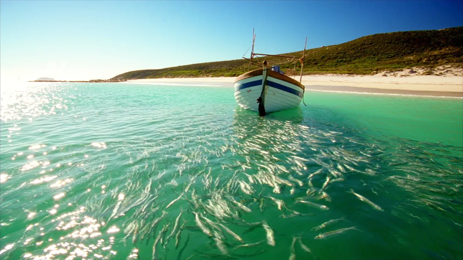 A wooden fishing boat moored in clear turquoise shallows above a large shimmering school of sardines